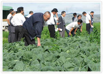 産地交流会キャベツ圃場視察の様子