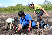 大きいイモあるかな？